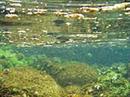 Die Ostreopsis Ovata fühlt sich besonders wohl in flachem Wasser, das über 25 Grad warm ist.