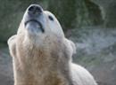 Drei Jahre nach dem Tod des Berliner Eisbären Knut sind die Untersuchungen abgeschlossen. (Archivbild)