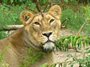 In Westafrika ist ein Rückgang von Löwen zu verzeichnen.