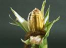 Auch Insekten werden gegen den Mais keine Chance haben. (Symbolbild)