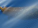 Schnabelwale haben eine lange Schnauze. (Archivbild)