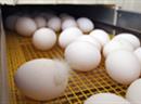 Die Eier-Industrie sieht keinen Bedarf für eine Alternative.