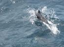 Die Delfinjagd stösst auf weltweite Empörung.
