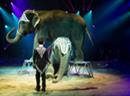 Die Elefantennummer im Zirkus Knie ist bald Vergangenheit.