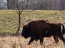Der Wisent oder Europäische Bison ist eine Art der Rinder (Bovini) in Europa.