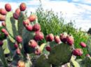 Die Früchte des Kaktus Opuntia ficus-indica werden gerne in der mexikanischen Küche verwendet.