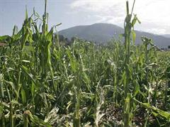 Im Mai und Juli 2009 zerstörten zwei extreme Hagelzüge grossflächig Ackerkulturen, wie hier Mais.