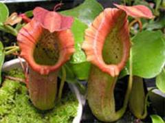 Im Kelch der Kannenpflanze Nepenthes truncata wurde die Maus entdeckt.