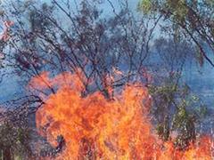 Im ganzen Tessin herrscht akute Waldbrandgefahr. (Bild: Archiv)