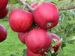 Auch Schweizer Äpfel weisen Spuren von Antibiotika gegen Feuerbrand auf.