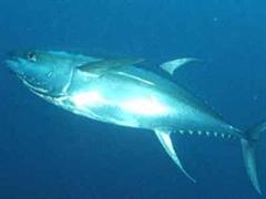 Die Thunfische können wie Nervengift im Körper wirken.
