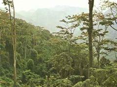 Bis 2030 wird ein Drittel des Regenwaldes abgeholzt sein.
