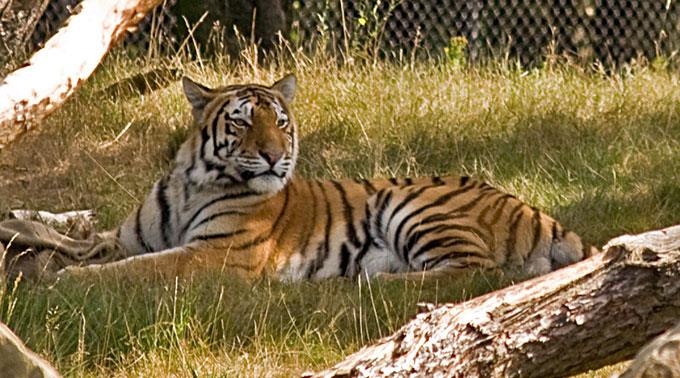 Ungefähr noch 400 Tiger leben auf Sumatra. (Symbolbild)