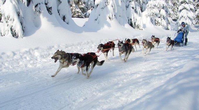 Hundeschlittenfahrt durchs Winterwonderland.