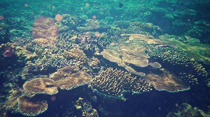 Das Great Barrier Reef ist Heimat vieler seltener Tier- und Pflanzenarten - doch das ist nicht alles.