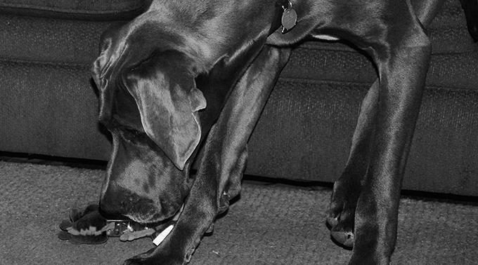Die deutsche Dogge «Zeus» hatte eine stattliche Grösse - auf allen Vieren 1,10 Meter. (Symbolbild)