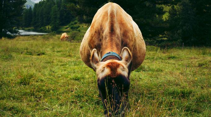 Das Schlachten trächtiger Rinder und Kühe ist in der Schweiz nicht verboten.