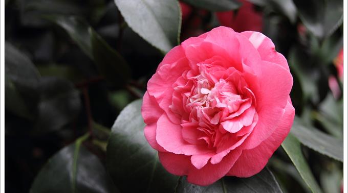 Locarno steht vom 16. bis 20. März im Zeichen der Kamilienblüte.