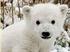 Als Eisbär-Baby eroberte Knut die Herzen der Tierliebhaber.