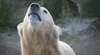 Abschlussbericht: Eisbär Knut ertrank nach Gehirnentzündung