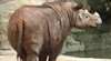 Sumatra-Nashorn bringt in Gefangenschaft Junges zur Welt
