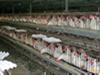 Vogelgrippe breitet sich in Shanghai aus