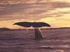 Japan will wieder Wale jagen