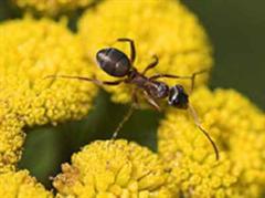In teilen Chinas werden schwarze Ameisen gegen Krankheiten eingenommen.