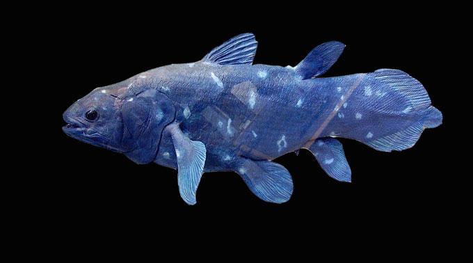 Кистеперые рыбы живут. Отряд кистеперые. Целакант рыба. Latimeria menadoensis. Кистепёрая рыба Латимерия.